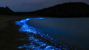 What is bioluminescence