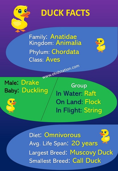 Duck Facts for Kids Infographic