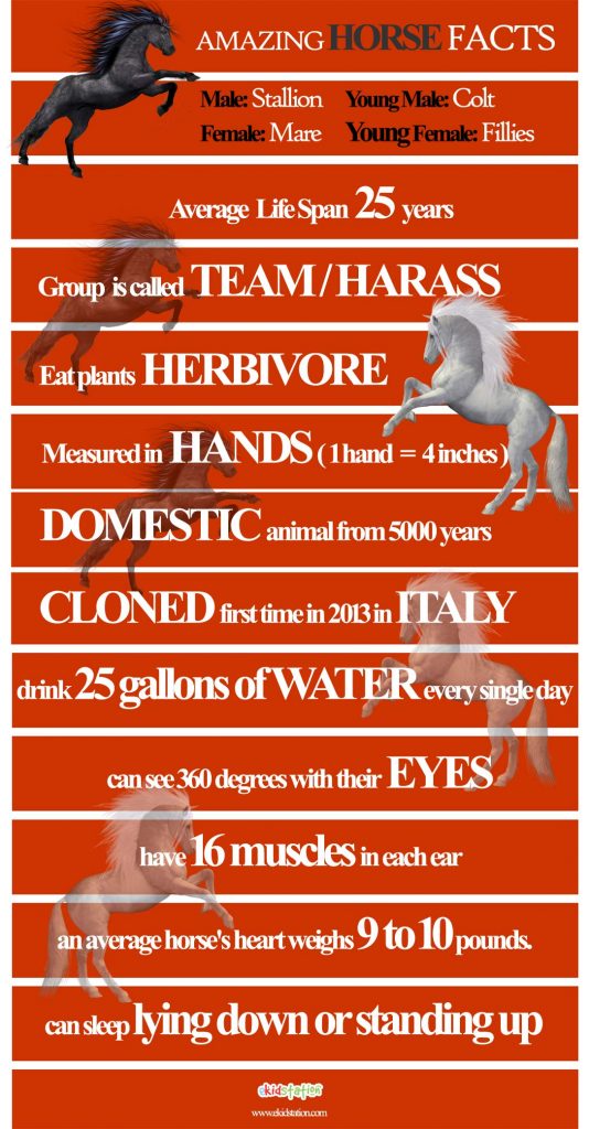 Horse Facts for kids